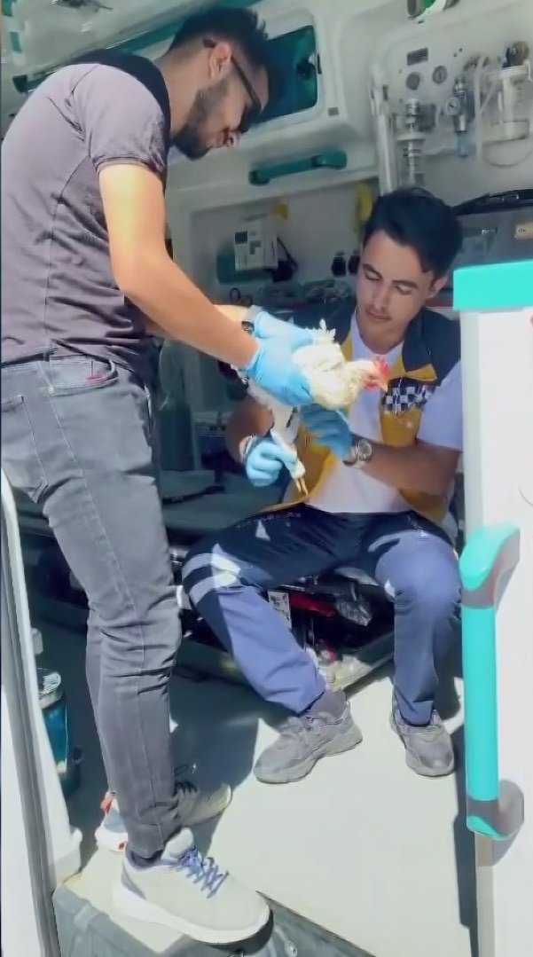 Sağlık Ekiplerinin Yaralı Tavuğa Ambulansta Müdahalesi Kamerada