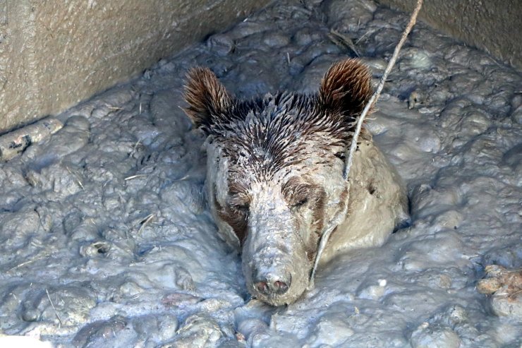 Aç Kalan Bozayı, Ölü Tavukların Atıldığı Kuyuya Girince Mahsur Kaldı