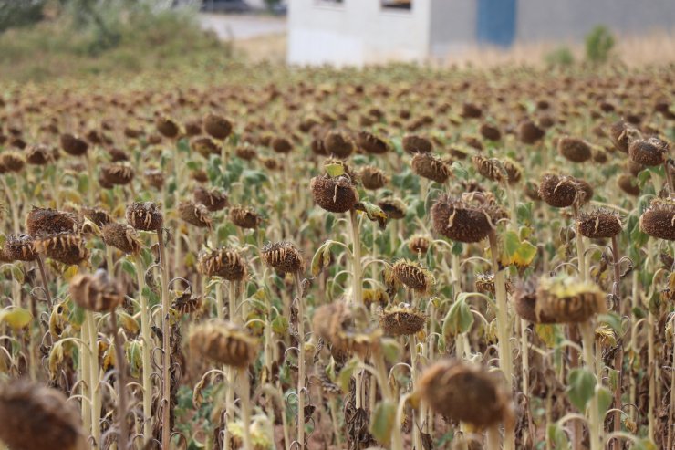 Ayçiçeğinde Avans Ödeme Fiyatı, Ton Başına 15 Bin Lira Olarak Açıklandı