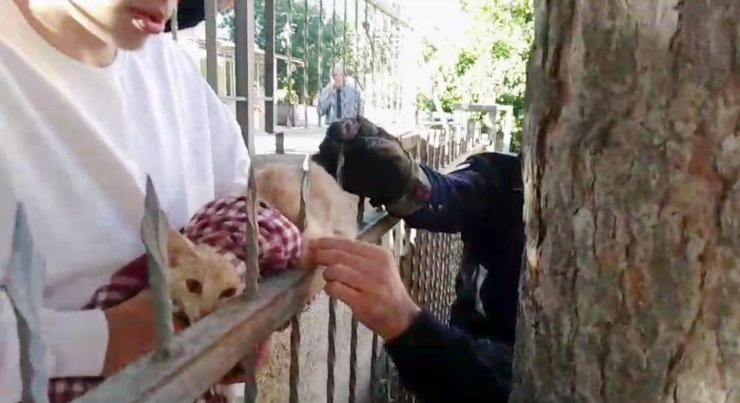 Derisine Demir Parmaklık Saplanan Kediyi İtfaiye Kurtardı