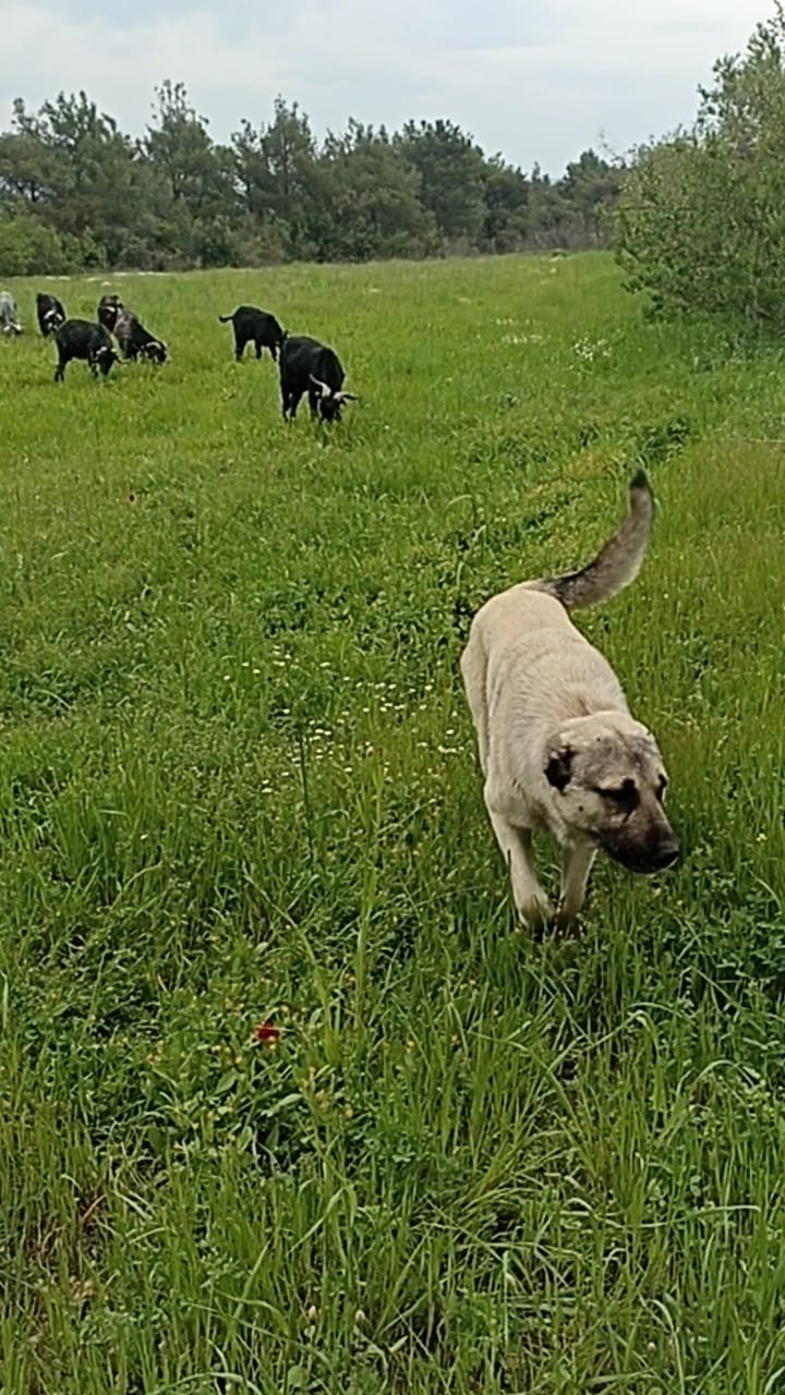 Komşusunun Köpeğini Bıçaklayarak Öldürdü