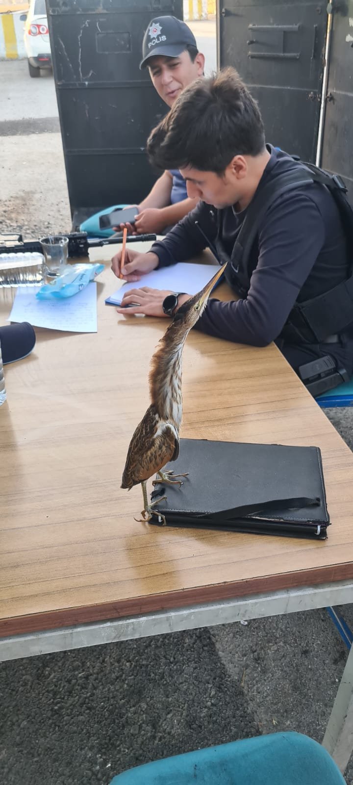 Nesli Tehlike Altında Olan Yaralı Balaban Kuşu, Polis Uygulama Noktasına Sığındı