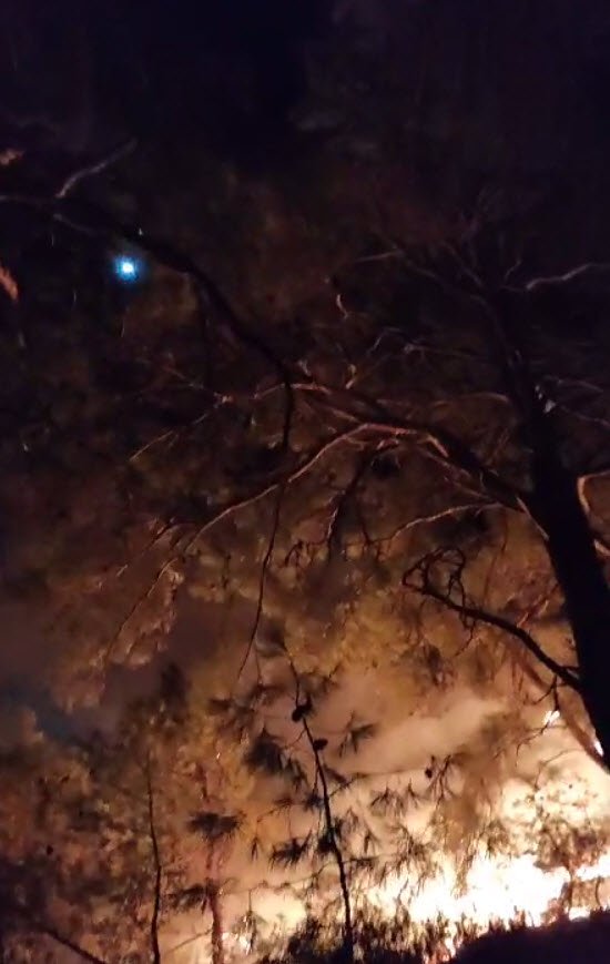 İzmir Menderes'te Orman Yangını (3)