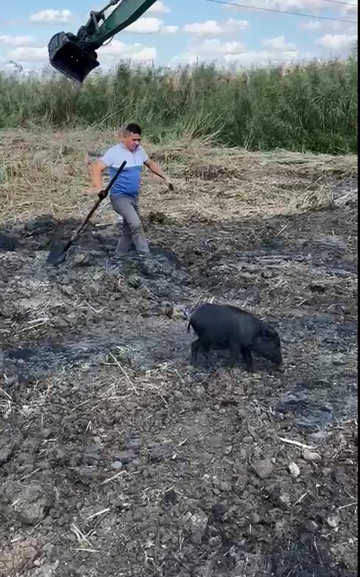 Foseptiğe Düşen Yavru Domuz, İş Makinesiyle Kurtarıldı
