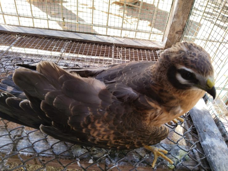 Abdülhamid Han Sondaj Gemisine Düşen Ala Doğana Helikopterli Sevk