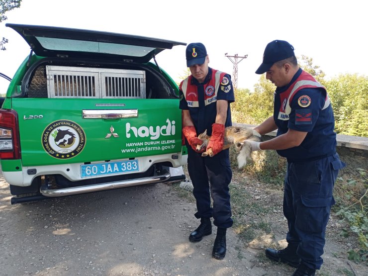 Av Tüfeğiyle Vurulan Tilki, Tedaviye Alındı