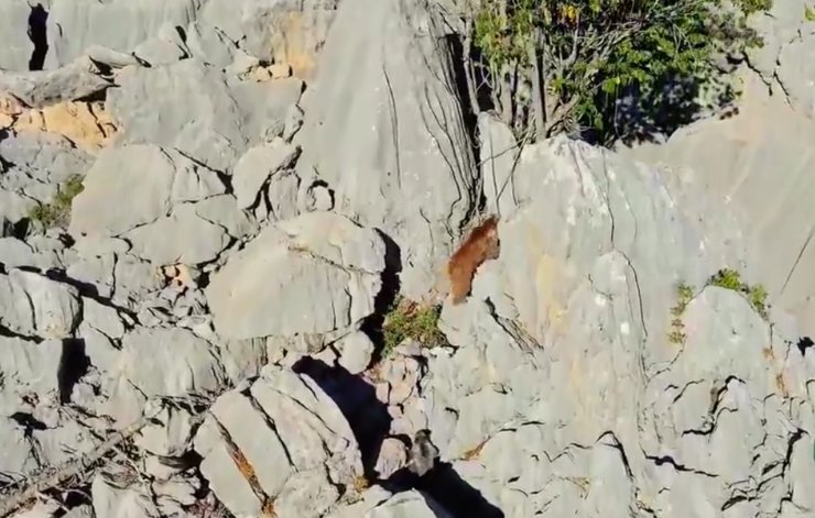 Ayı İle 2 Yavrusu, Zirvede Görüntülendi