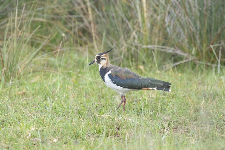 Doç. Dr. Yavuz: Kızılırmak Deltası’nda Görülen 36 Tür Öncelikli Koruma Altında