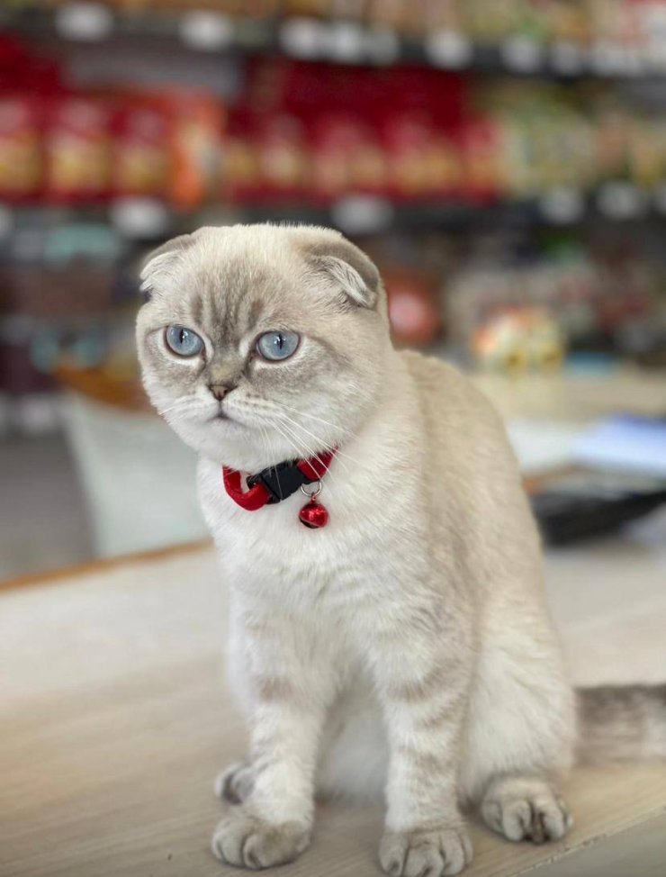 Esenyurt'ta Silahlı Kedi Kavga; Yoldan Geçen Kurye Vuruldu