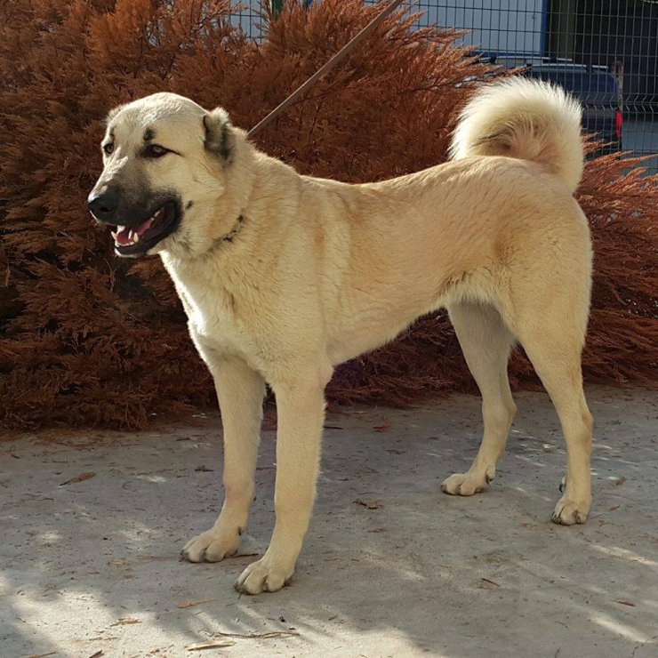 Kangal Köpekleri İçin Hazırlanan Projeye 740 Bin Tl'lik Destek