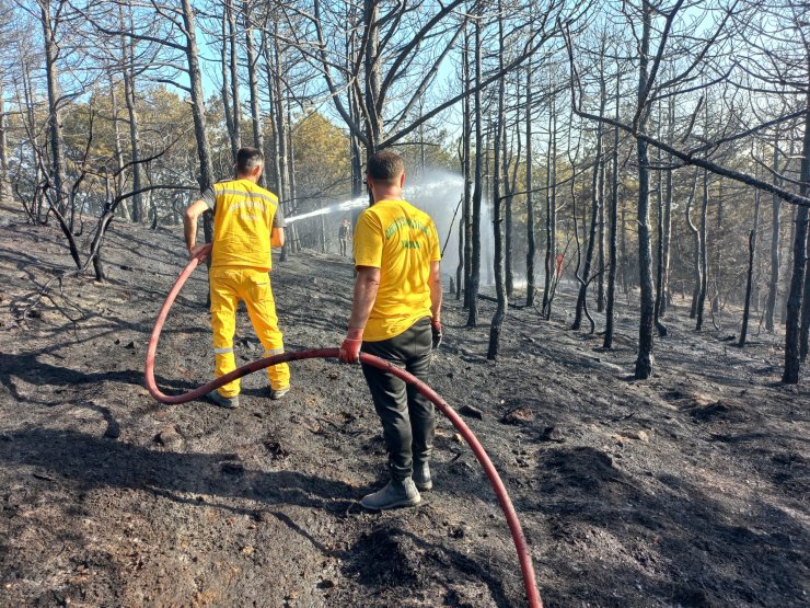 Gebze'de 2 Dönüm Orman Yandı