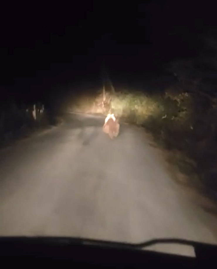 Köy Yolunda Otomobilin Önüne Ayı Çıktı