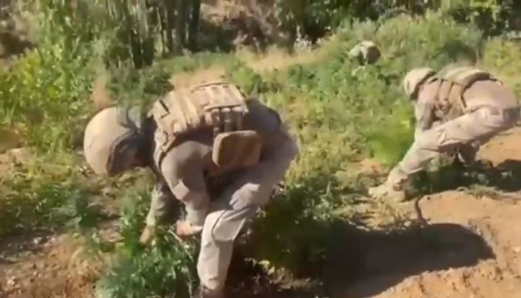 Bingöl’de 3 Milyon Kök Hint Keneviri Ele Geçirildi