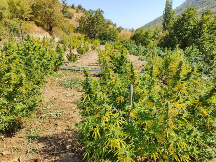 Diyarbakır’da 3 Milyon 600 Bin Kök Skunk Ve Hint Keneviri Ele Geçirildi