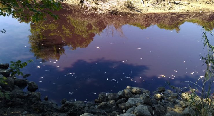 Siyaha Dönen Karasu Çayı'nda Balık Ölümlerine İnceleme