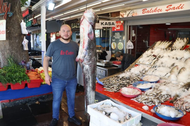 Yeşilırmak'ta Yakalanan 1 Metre 70 Santimlik Yayın Balığı, Satışa Çıkarıldı