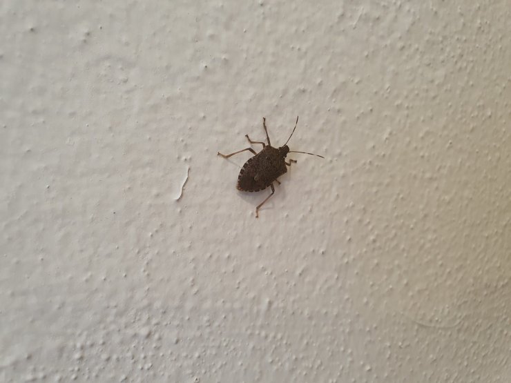 Fındık Fabrikasında Kahverengi Kokarca Böceği İstilası