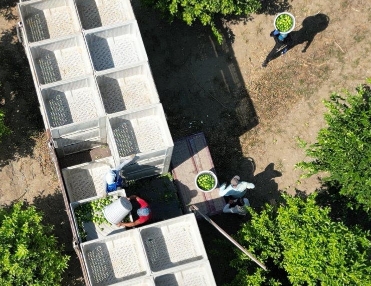 Narenciye İhracatında Destekleme Talebi