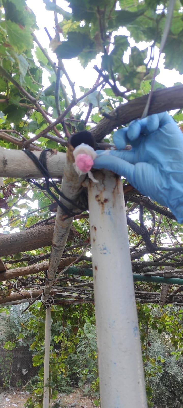 Uyuşturucu Paketlerini, Asma Ağacının Sundurma Demirinin İçine Gizlemiş