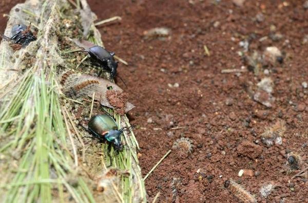 Biyolojik Çeşitliliğin Sigortası Böcekler, Okul Müfredatına Girecek
