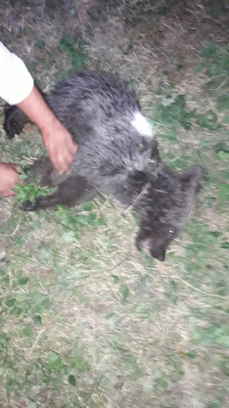 Kastamonu'da, Ayağı Kırılan Yavru Ayı Tedaviye Alındı