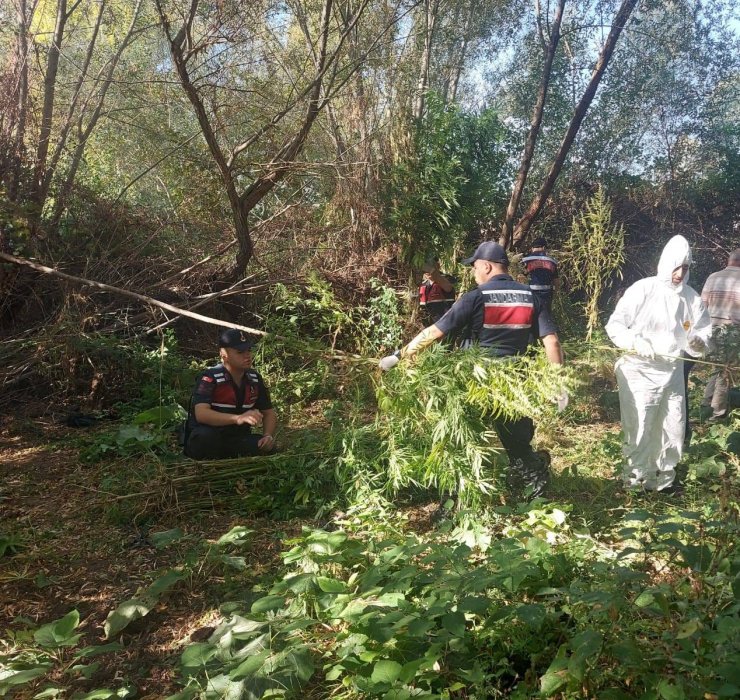 Kızılırmak Kenarına Ektiği Hint Kenevirlerini Sökerken Suçüstü Yakalandı