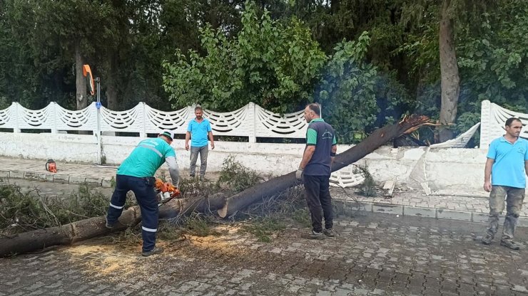 Nazilli'de Kuvvetli Rüzgar Ve Sağanak; Ağaçlar Devrildi, Yollarda Su Birikintileri Oluştu