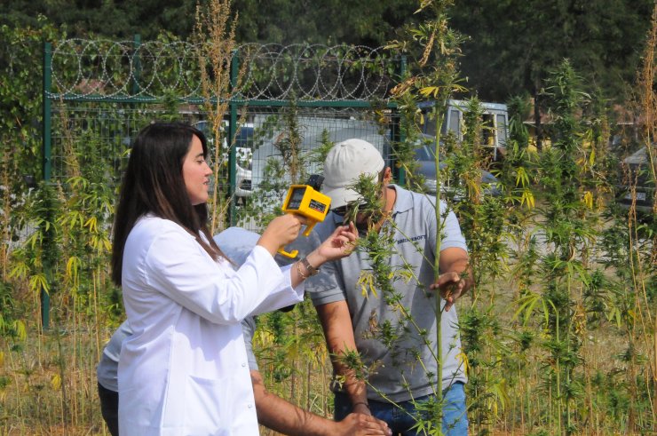 ‘Sürdürülebilir Kenevir Yetiştiriciliği Projesi’ İle Su Ve Gübreden Tasarruf