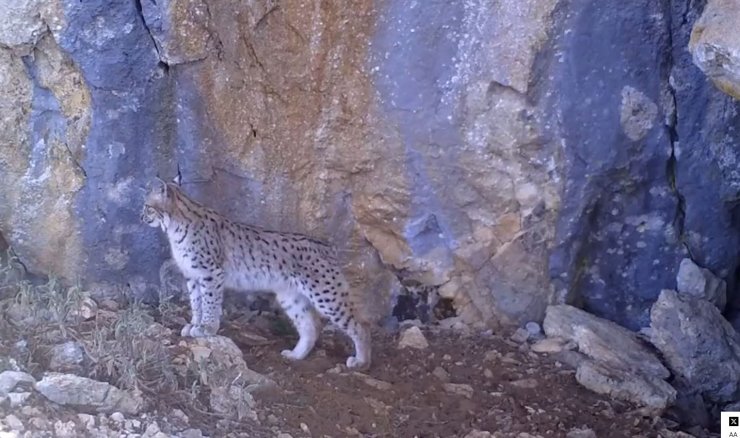Vaşak Ailesi Fotokapana Yansıdı