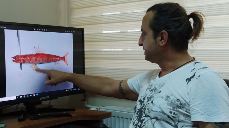 Kızıldeniz'de Yaşayan Balık Türü İlk Kez Akdeniz'de Görüldü
