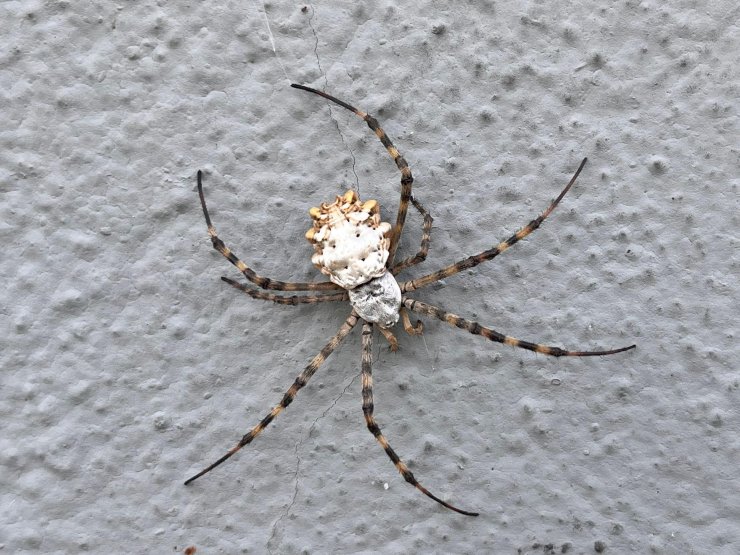 Prof. Dr. Sağlam: Türkiye'de Görülen 'Loblu Örümcek' İnsan Öldüren Tür Değil