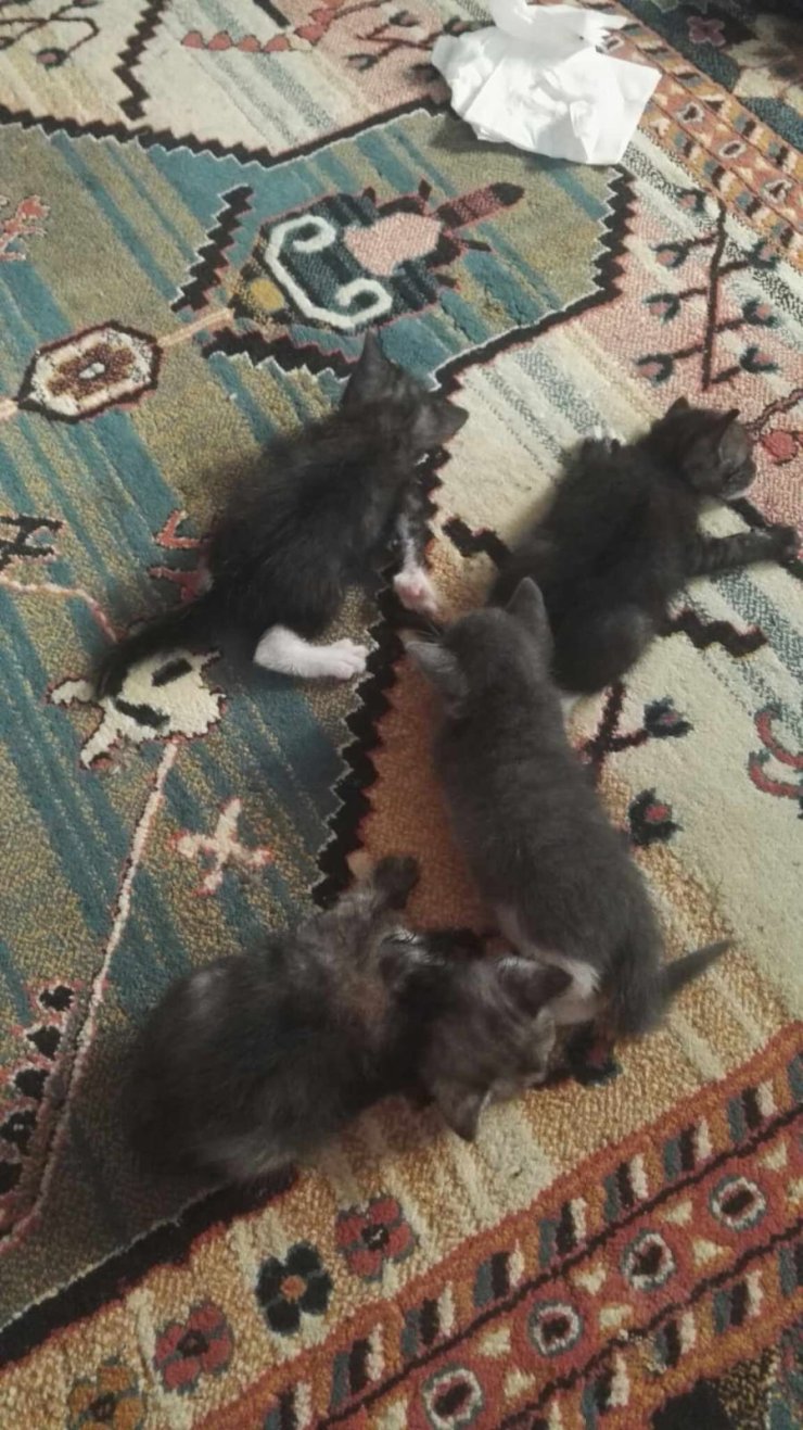 Yavru Kedilere Şiddet Uygulayan Şüpheliye Para Cezası