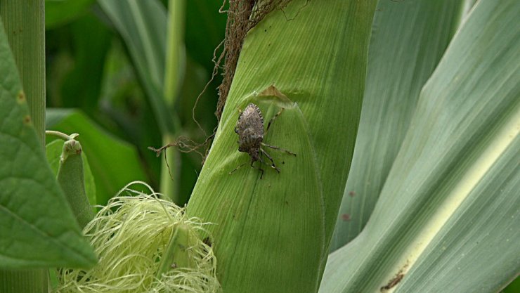 'Fındık Üretiminde Yüzde 15- 20 Azalmanın Sebebi Kahverengi Kokarca Böceği'