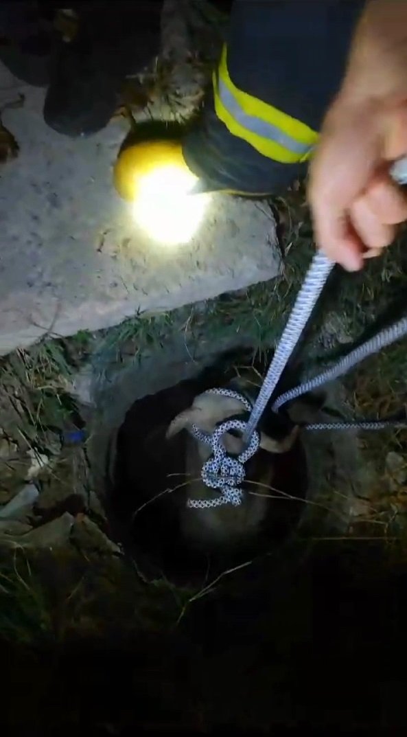 Kanalizasyona Düşen Koyunu İtfaiye Kurtardı