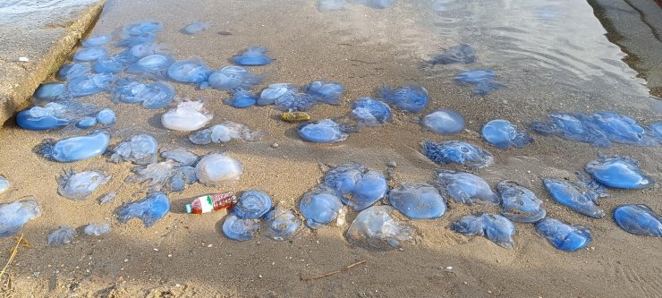 Mavi Denizanaları Foça Sahillerini Terk Etmedi