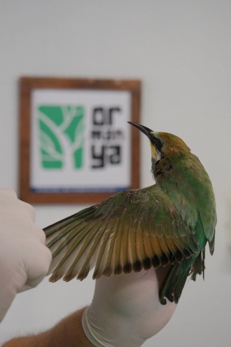 Tüfekle Vurulan Arı Kuşuna Tedavi