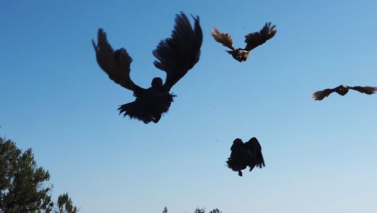 Yok Olma Tehlikesindeki Türler İçin Üretim Desteği