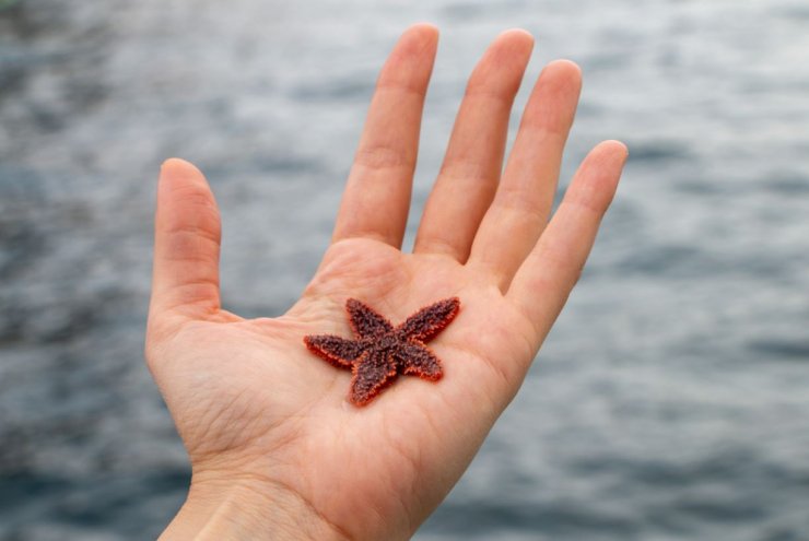 Atlantik Denizyıldızı, Türk Denizlerini Tehdit Ediyor