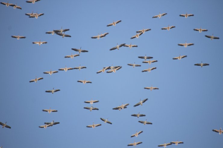 Kuşların Afrika'ya Göçü Mersin Üzerinden