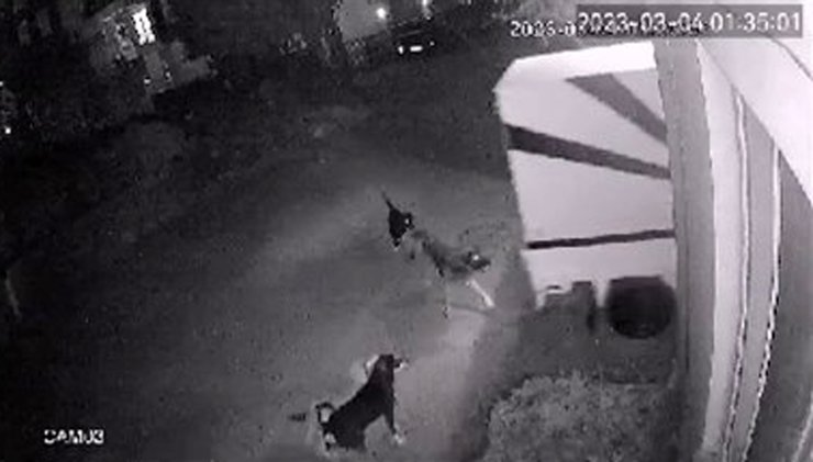 Sokak Köpekleri, Baba- Oğlun Korkulu Rüyası Oldu