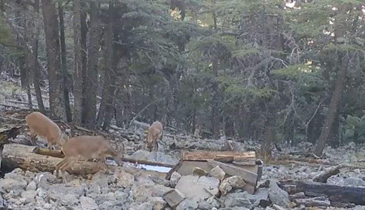Yaban Keçisi Ailesi Fotokapanda