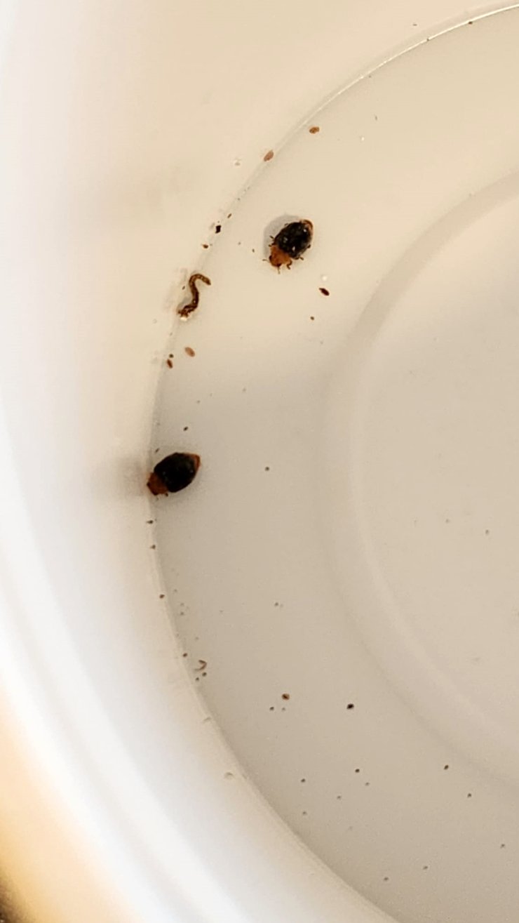 Avcı Böcekler, 1200 Kilometrelik Sahil Bandında Zararlıyla Savaşıyor