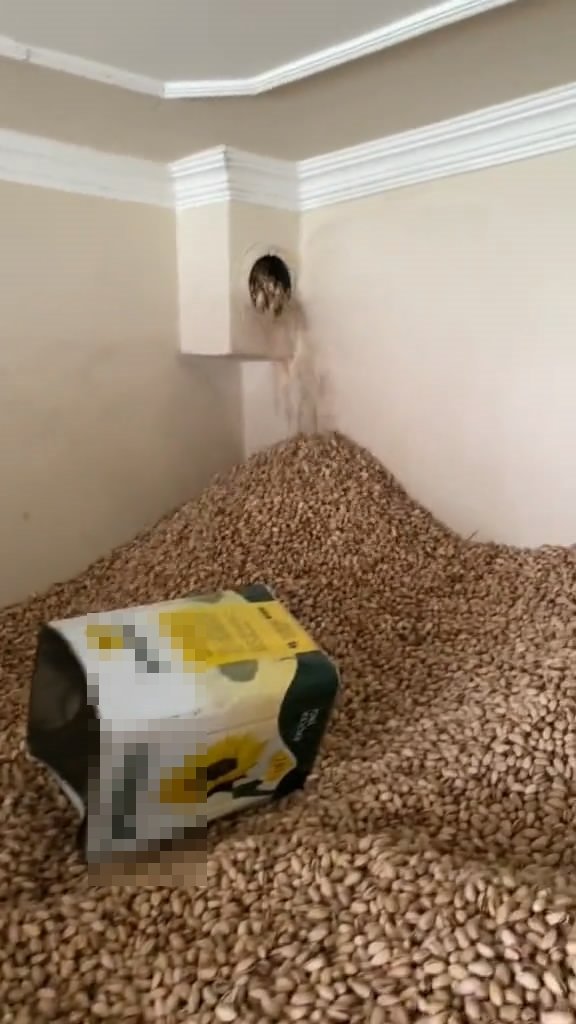 Fıstık Deposundaki Görüntülere Tepki