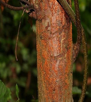 Kestane Kanserine Mantarlı Çözüm