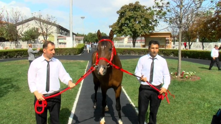 Açık Artırmada 15 Safkan Arap Tayı Toplam 22 Milyon Liraya Satıldı