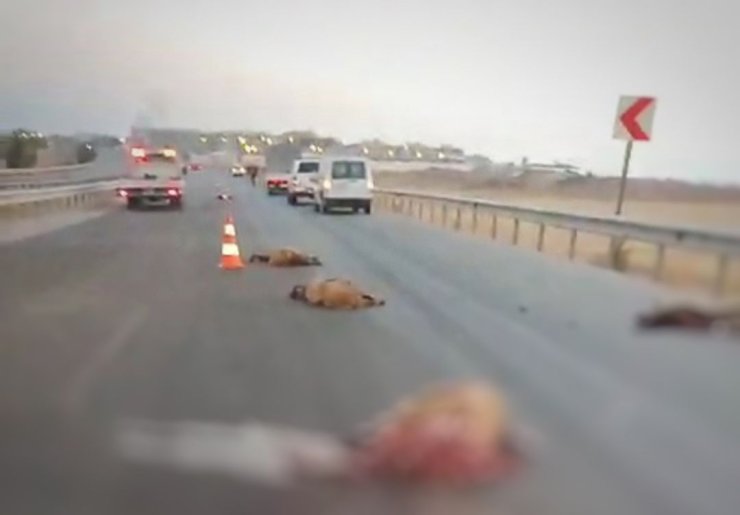 Kamyon, Sürüye Çarptı; 17 Koyun Öldü