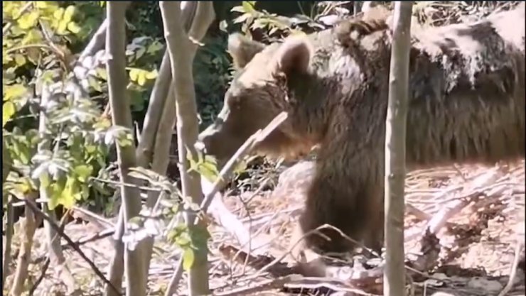 Tel Örgülere Sıkışan Bozayı Kurtarıldı