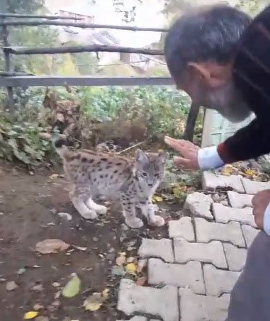 Bulup Doğaya Bıraktığı Vaşak Yavrusu, Geri Döndü