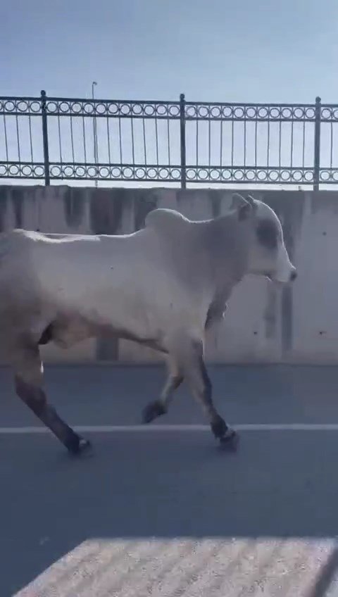 İskenderun'da Angus Nakil Sırasında Kaçtı, Ekipler Seferber Oldu