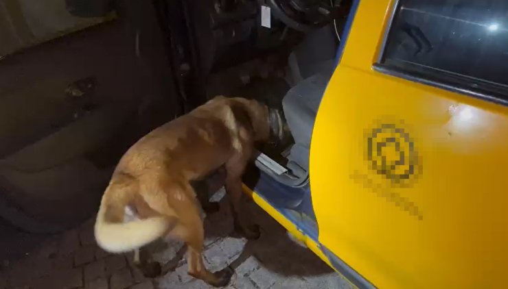 Taksiye Gizlenen Uyuşturucuyu Narkotik Köpeği 'Thor' Buldu